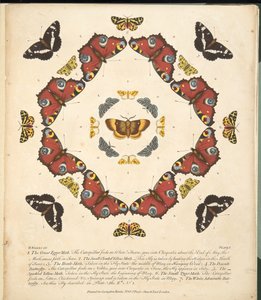 プレート1、蝶と蛾の珍しい描写、パブ。 1764（手描きの彫刻） 作： Benjamin Wilkes