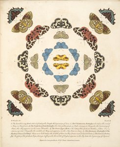 プレートIII、蝶と蛾の珍しい描写、パブ。 1764（手描きの彫刻） 作： Benjamin Wilkes