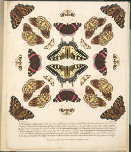 プレートII、蝶と蛾の珍しい描写、パブ。 1764（手描きの彫刻） 作： Benjamin Wilkes