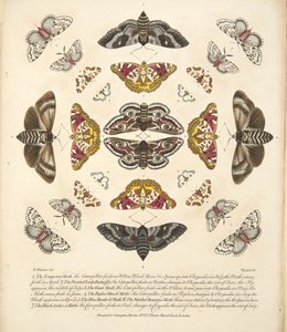 プレートIV、蝶と蛾の珍しい描写、パブ。 1764（手描きの彫刻） 作： Benjamin Wilkes