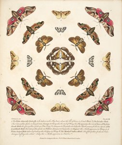 プレートVIII、珍しい蝶と蛾の描写、パブ。 1764（手描きの彫刻） 作： Benjamin Wilkes