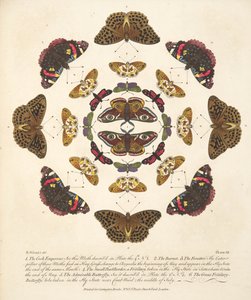プレートVII、蝶と蛾の珍しい描写、パブから。 1764（手描きの彫刻） 作： Benjamin Wilkes
