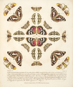 プレートVI、蝶と蛾の珍しい描写、パブ。 1764（手描きの彫刻） 作： Benjamin Wilkes