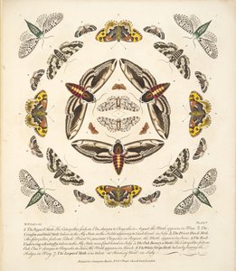 プレートV、蝶と蛾の珍しい描写、パブ。 1764（手描きの彫刻） 作： Benjamin Wilkes