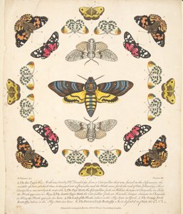 A Rare Depiction of Butterflies and Moths（蝶と蛾の珍しい描写）』のプレートXII。1764年に出版された手彩色のエングレーヴィング 作： Benjamin Wilkes