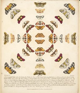 プレートXI、蝶と蛾の珍しい描写、パブから。 1764（手描きの彫刻） 作： Benjamin Wilkes