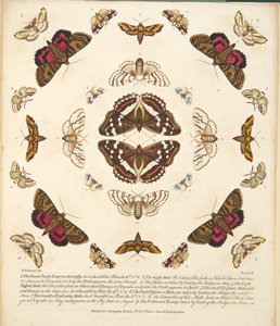 プレートX、蝶と蛾の珍しい描写、パブから。 1764（手描きの彫刻） 作： Benjamin Wilkes
