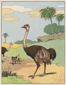 ダチョウ