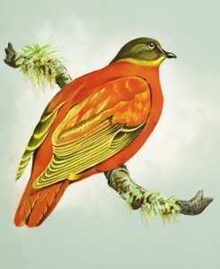 オレンジの鳩（紙にガッシュ） 作： バート・イロス