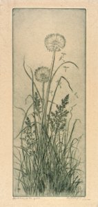 草原のタンポポ 作： Bertha E. Jaques