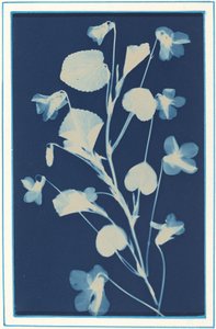 無題、c。 1900年。 作： Bertha Evelyn Jacques
