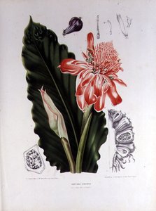 Elettaria Speciosa、G.Severeynsが彫刻した「Fleurs, Fruits et Feuillage Choises de la Flore et da Pomone de l