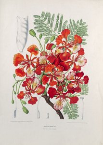 ポインシアナレジア、ジャワ島のフローラとポモナの選択された花、果物、葉からのイラスト、G。セヴェリンス、1885年に彫刻（カラークロモリソグラフ）