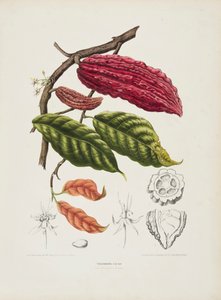 テオブロマ、カカオの木、c1840-1890。 作： Berthe Hoola van Nooten