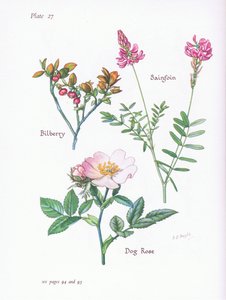 ビルベリーまたはブレイベリー、ドッグローズ、Sainfoin、1951 作： Bessie D. Inglis
