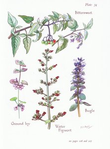 ほろ苦い、グランドアイビー、ラッパ、水Figwort、1951 作： Bessie D. Inglis
