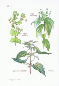 Ladys Mantle、Dogs Mercury、Common Nettle、1951 作： Bessie D. Inglis
