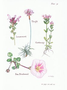 シラミ、ThriftまたはSea Pink、Centaury、海ヒルガオ、1951 作： Bessie D. Inglis