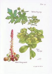 White Bryony、Sun Spurge、Wall Pennywort、1951 作： Bessie D. Inglis