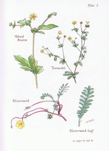 Wood Avens、Tormentil、Silverweed、1951 作： Bessie D. Inglis