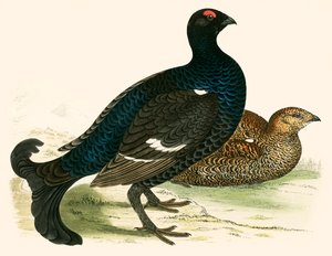 黒ライチョウ