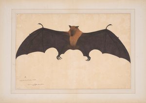 オオコウモリまたはオオコウモリ (Pteropus Giganteus) 作： Bhawani Das