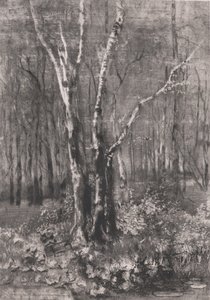 モンツァ近郊の公園の森、1895年。 作： Bianchi Mose