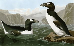 グレートオーク 作： Bird Artist of America. John James Audubon