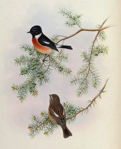 ジュニペルス・フォルモサナのサクシコーラ・マウルス・インディカス。 アジアの鳥 (ジョン・グールド) 第 4 巻より