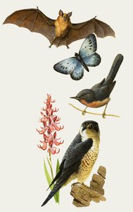 絶滅の危機に瀕する英国の野生動物