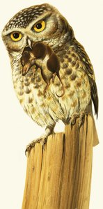コキンメフクロウとコモンシュラウ