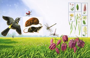ハクセキレイ、アカハナカメムシ、野ネズミ、様々な種類の草や植物を含む花畑