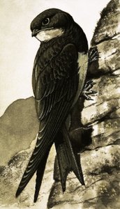 ザ・スウィフト