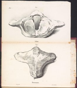 クジラのアトラスと胸骨、1827年 Atlas / Sternum (オブジェクトのタイトル)