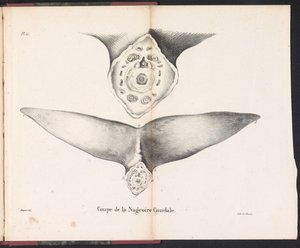 クジラの尾びれの断面、1827 年 Coupe de la Nageoire Caudale (オブジェクトのタイトル)