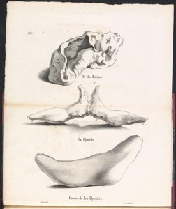 クジラの舌骨の 3 つの部分、1827 年 Os du Rocher / Os Hyoïd / Corne de l