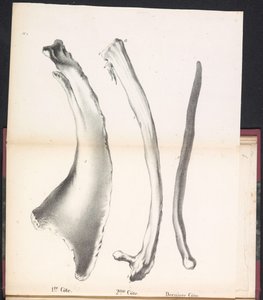 クジラの 3 つの肋骨、1827 年 1re Côte / 2me Côte / Derniere Côte (オブジェクトのタイトル)
