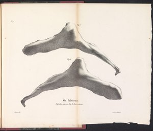 クジラの腰骨、1827年 Os Pelviens (オブジェクトのタイトル)