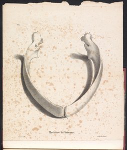 クジラの下顎、1827年 Machoire Inferior (オブジェクトのタイトル)