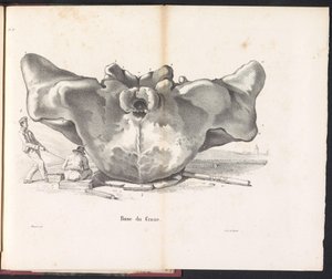 クジラの頭骨、1827年 Base du Crane (オブジェクトのタイトル)