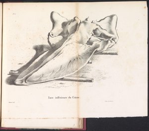 シェデル ヴァン デ ウォルビス、1827 年 頭蓋骨の下側 (オブジェクトのタイトル)