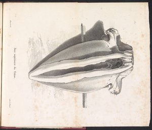 クジラの頭骨、1827年 Face supérieure du Crane (オブジェクトのタイトル)