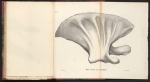 クジラの肩甲骨、1827年 Face interne de l