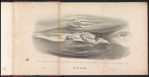 クジラの雌性器、1827年 Vue de la Vulve (オブジェクトのタイトル)