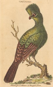 トウラコ鳥 作： British 18th Century