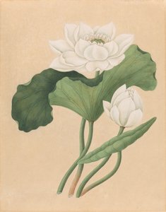 東インド ロータス (Nelumbo nucifera) 作： British 19th Century