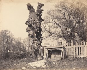 チャタム近くの古い木 作： British 19th Century