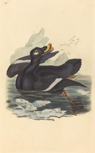ベルベットダック 作： British 19th Century