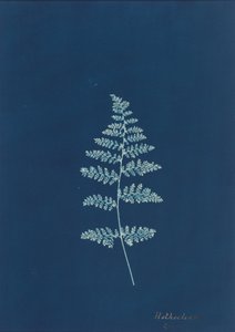 ホトクレアナ,c.1850年代（写真） 作： イギリスの写真家