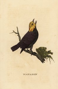 ゴールデンヘッド マナキン、Ceratopipra erythrocephala